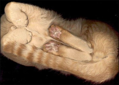 The Cat Scan
