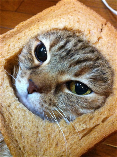 Breaded Cats