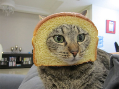 Breaded Cats