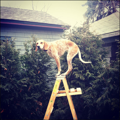 MADDIE THE COONHOUND