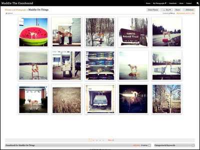 MADDIE THE COONHOUND