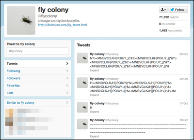 fly colony
