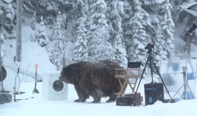 Huge Bear Surprises Crew on EcoBubble Photo Shoot in BC