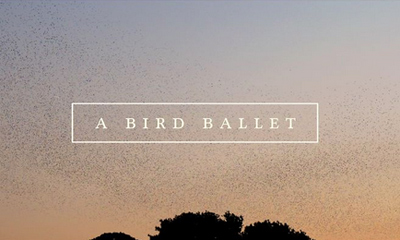 A bird ballet