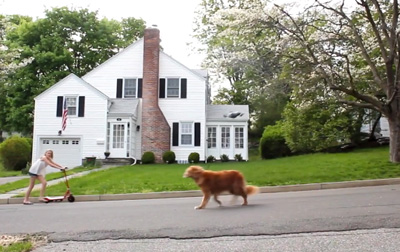 Walking Dogs With Drones