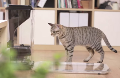 Bistro: The Smart Feeder