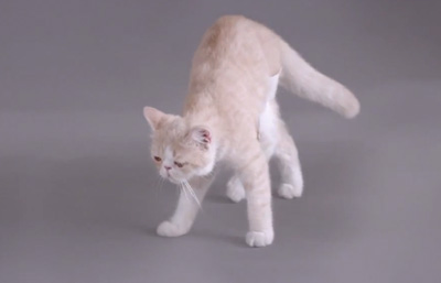 Kotex's Cat video ad