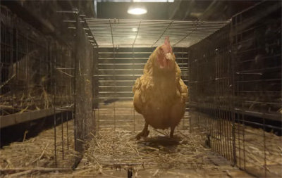 Reebok - Live Free Range