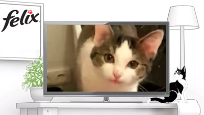 Saint Felix - Miaou Music Awards