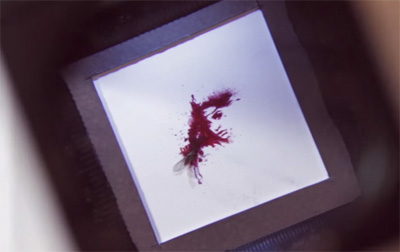 Glorix — Blood Portraits