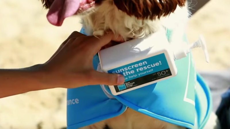 Bupa Sun Rescue Dogs – Helping protect your skin