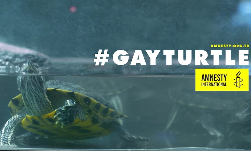 Gay Turtle