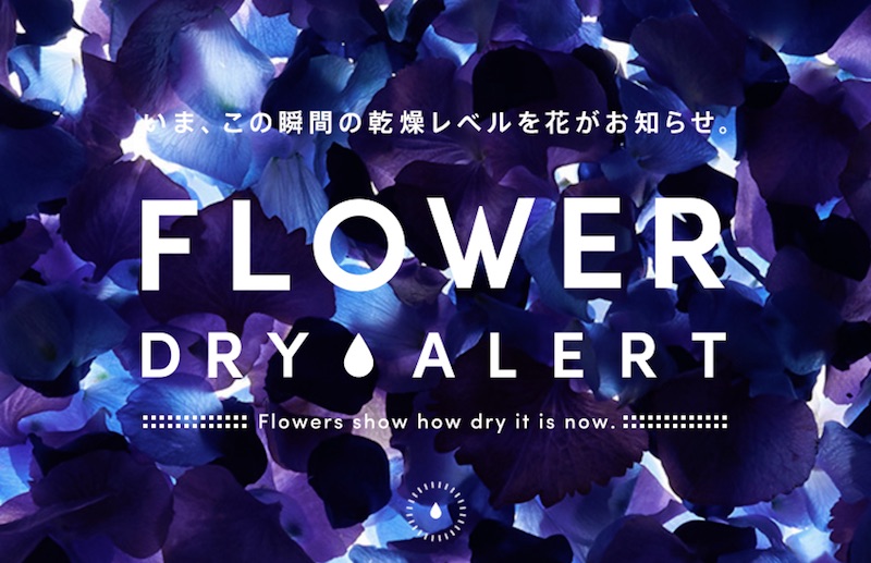 FLOWER DRY ALERT|Flowers show how dry it is now.