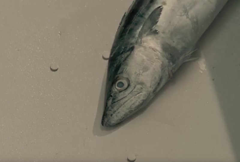 You bring it. Wear it.