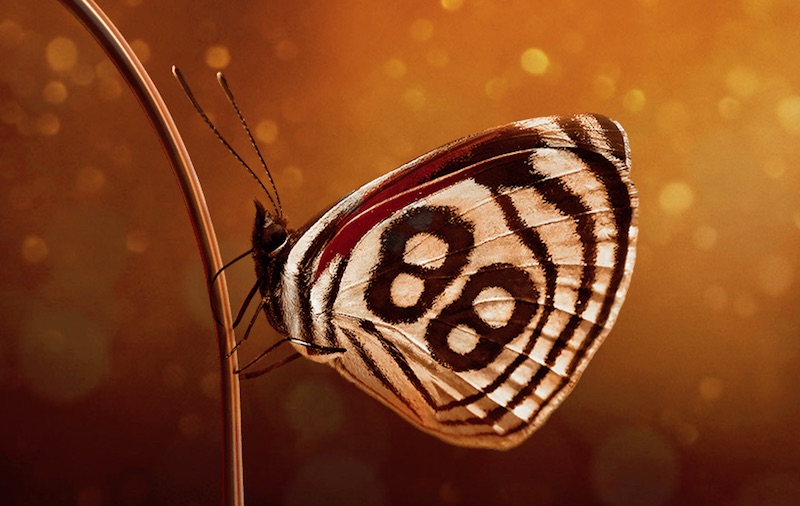 Changi Millionaire 2018 - Luck is in the Air