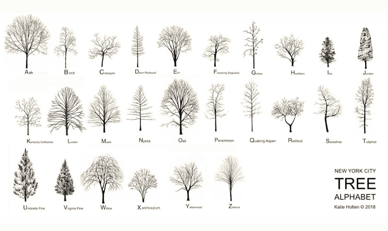 New York City Tree Alphabet