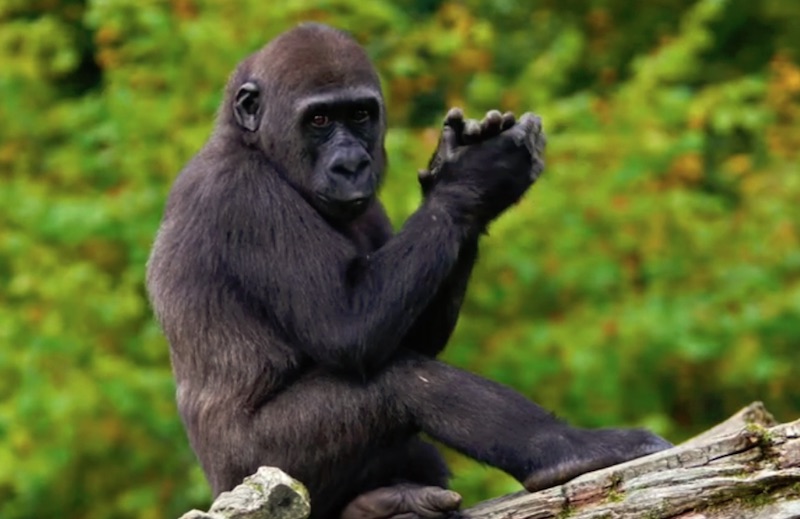 Jaguar I-PACE World Green Car 2019