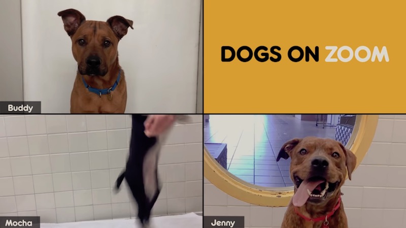 Dogs on Zoom