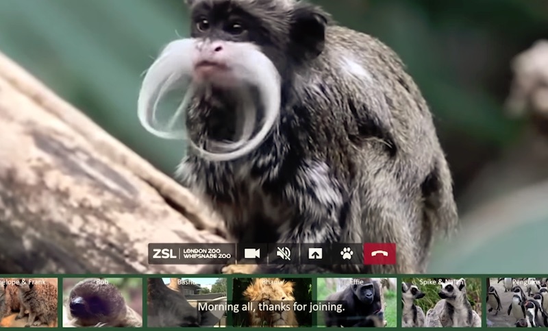 Comedians join Sir David Attenborough to save ZSL's Zoos