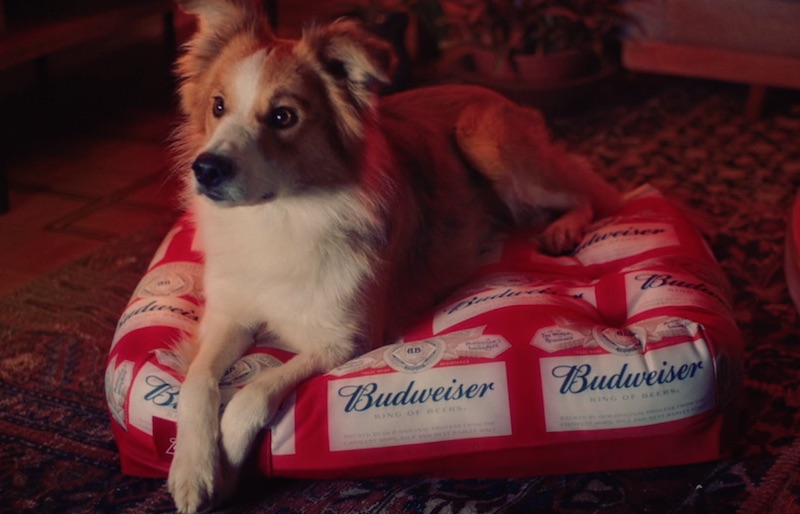 BUDWEISER | NBA | PETS