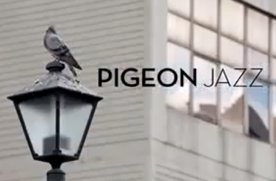 Pigeon jazz in the city