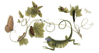 Google 画家のマリア・ジビーラ・メーリアン生誕366周年で、精密な動植物画のロゴに！