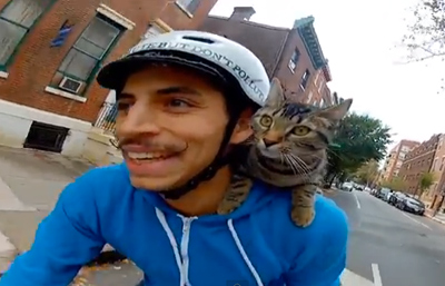 Cat Bike Guy