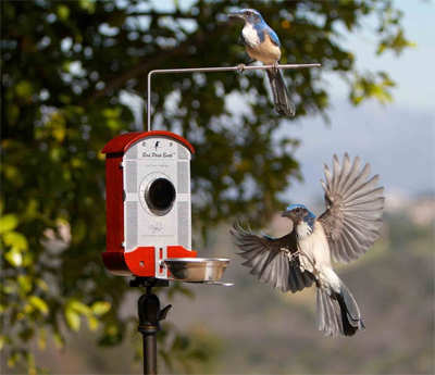 Bird Photo Booth