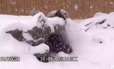 Toronto Zoo Giant Panda Enjoys Epic Snow Fall