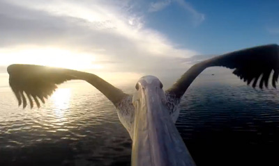 GoPro: Pelican Learns To Fly