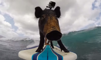 Kama The Surfing Pig