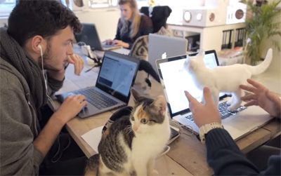 A Day at Poopy Cat Office