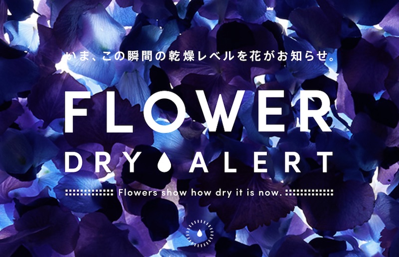 FLOWER DRY ALERT｜Flowers show how dry it is now.