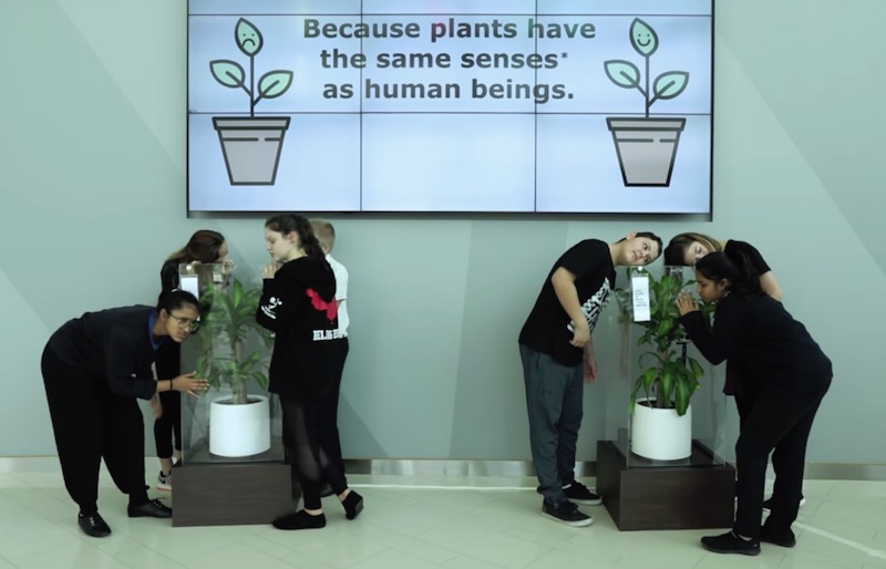 Bully A Plant Say No To Bullying