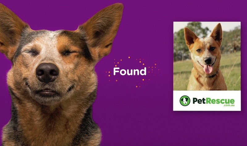 A dog obsessed AI - PetMe