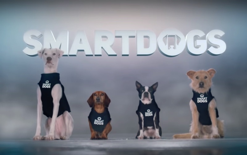 Introducing Smartdogs Cut Down - GEICO Insurance
