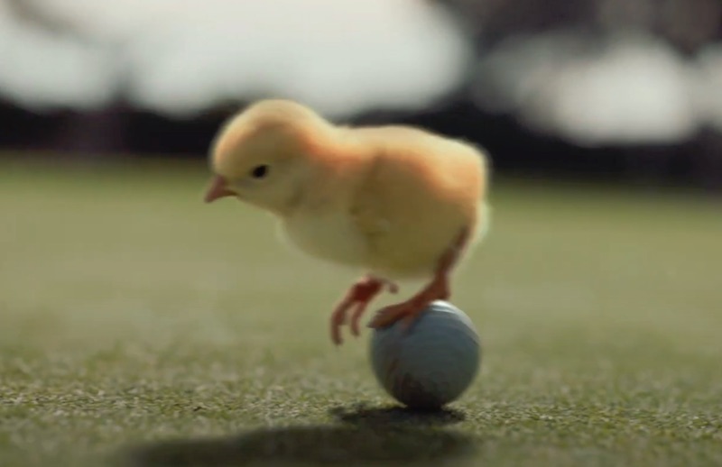 U SHOPS, THE CHICKEN