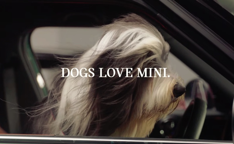 MINI x DOGS TRUST